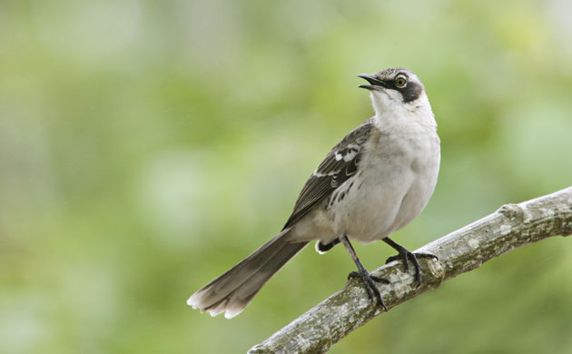 Gallery Darwin Creatures: Galapagos Mockingbird Singing