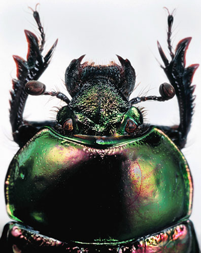 Gallery Darwin Creatures:  Dung beetle, Coleoptera