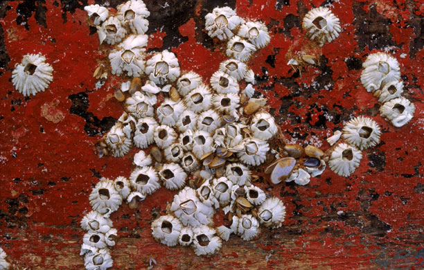 Gallery Darwin Creatures: BARNACLE