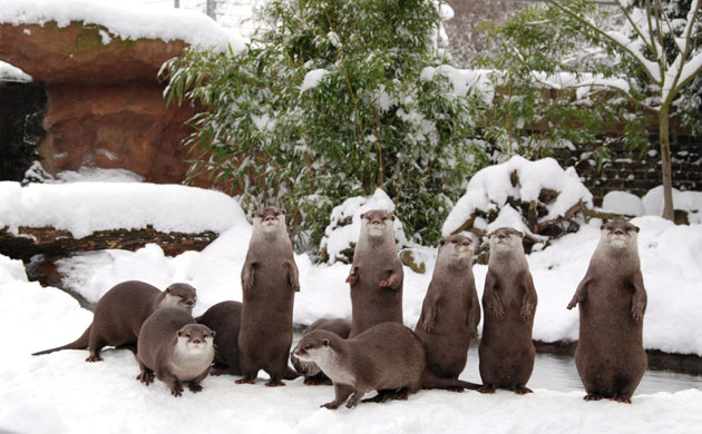 London zoo in snow