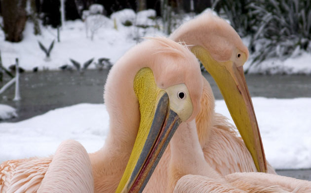 London zoo in snow