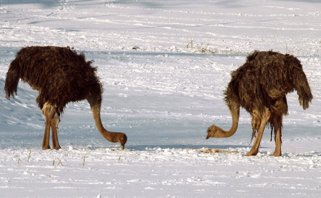 ostriches