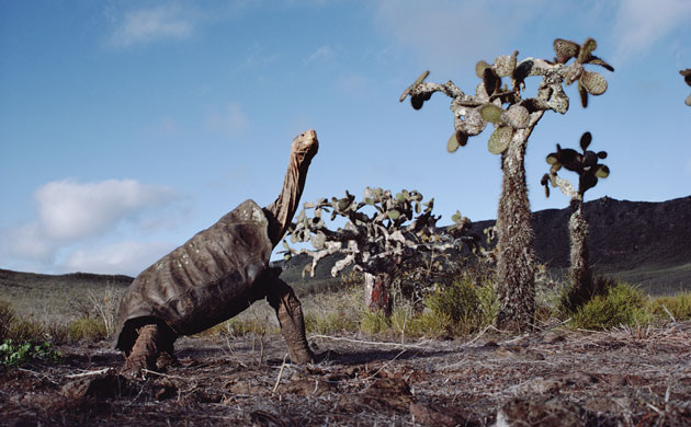 Gallery Darwin Creatures: Galapagos Giant Tortoise