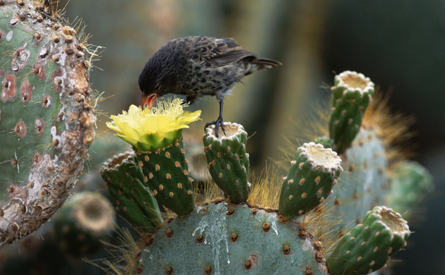 Gallery Darwin Creatures: Finch Eating Nectar From a Cactus Flower