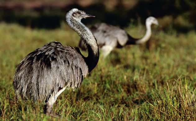 Gallery Darwin Creatures: Greater Rhea in Grassland in Mato Grosso do Sul, Brazil