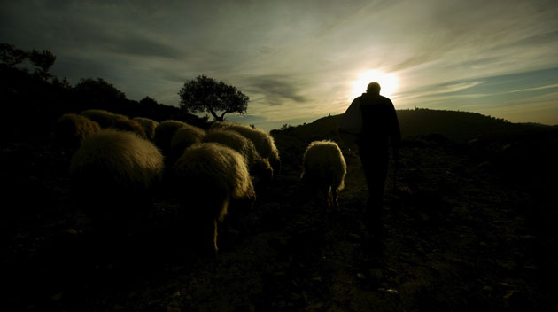 Gallery 24 hours in pictures : Palestinian shepherd leads his flock