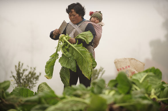 Gallery 24 hours in pictures : Zhugao, China: A woman picks vegetables while carrying her child