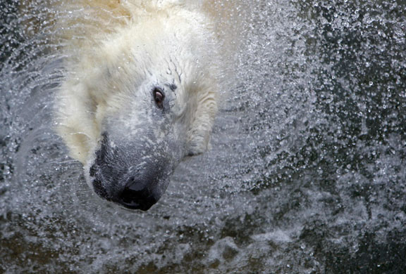 Gallery 24 hours in pictures : Vitus, an 18 years-old male polar bear, shakes off water at Budapest  Zoo