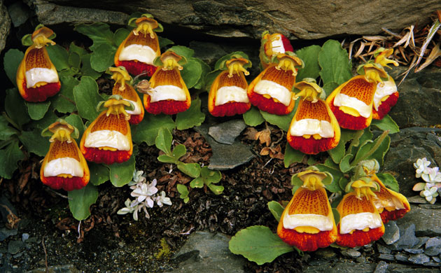 Gallery Darwin Creatures: Patagonia