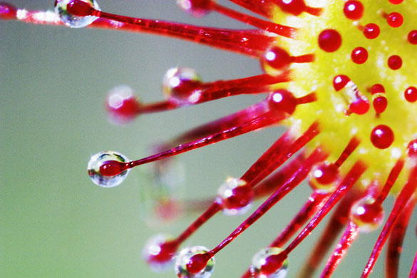 Gallery Darwin Creatures: Closeup of Roundleaved Sundew