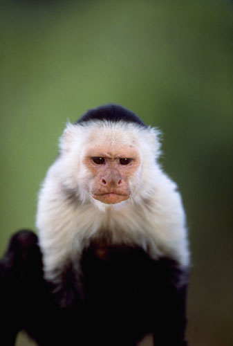 Gallery Darwin Creatures: Frowning Capuchin Monkey