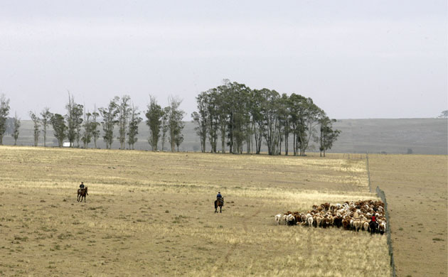 Gallery Severe Drought: Uruguay - Economy - Farming - Cattle Ranchers