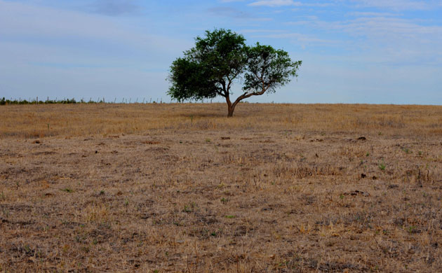 Gallery Severe Drought: Partial view of a grazing field dried up