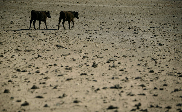 Gallery Severe Drought: Stroeder, Argentina: Cows walk on a dry field during a drought