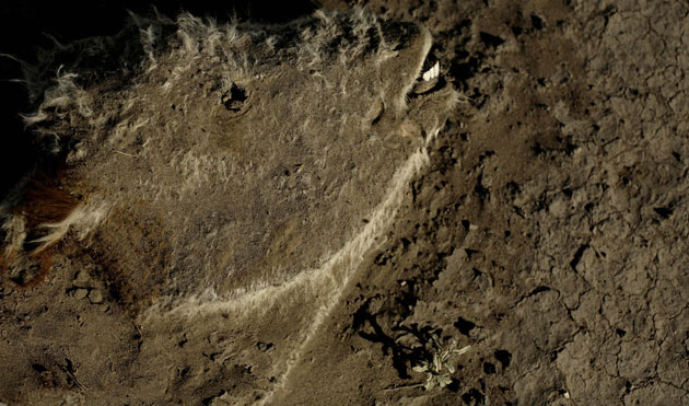 Gallery Severe Drought: A calf lies dead in Stroeder, Argentina