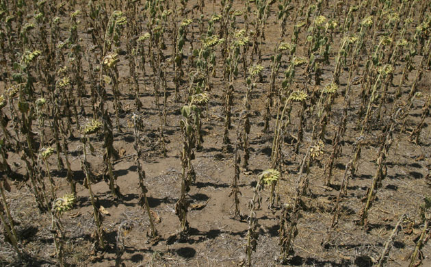 Gallery Severe Drought: Dry sunflowers are seen in a field 