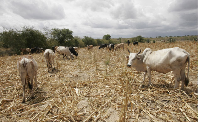 Gallery Severe Drought: Drought in Kenya: Cattle graze on dry maize stalks