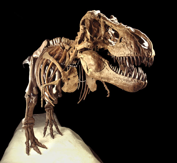 Tyrannosaurus Rex Height