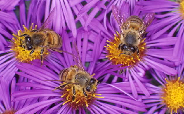 Gallery Darwin creatures: Honey Bees (Apis mellifera) pollinating