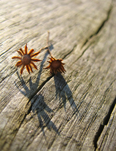 Gallery In pictures: simplicity: Amelia Bowman