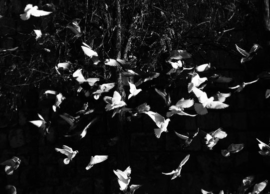 Gallery In pictures: simplicity: Robert Lisle