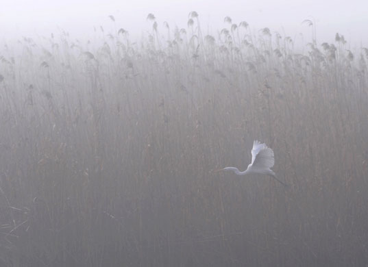 Gallery week in wildlife: a heron flies over dojran lake, macedonia