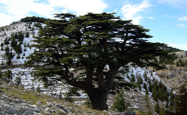 Gallery week in wildlife: lebanon-environment-climate-tree