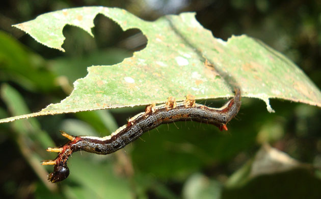 Gallery week in wildlife: handout photo of achaea catocaloides caterpillar