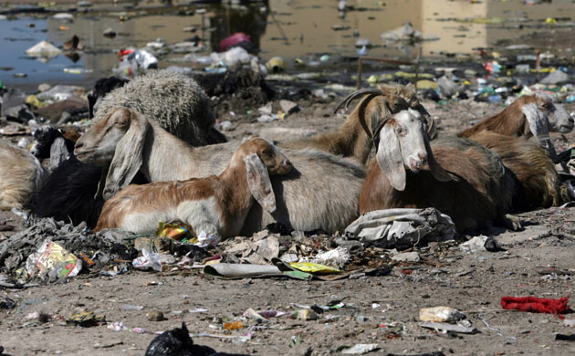Gallery week in wildlife: animals graze on wasteground in the al waki area of basra 