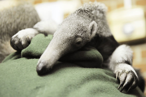 Gallery week in wildlife: baby anteater benita rests on the shoulder of a zoo keeper