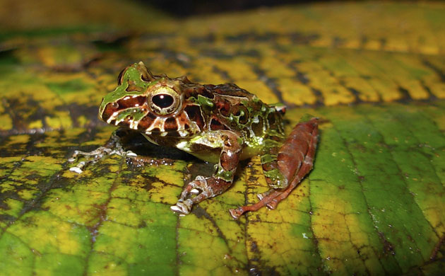 Gallery week in wildlife: an undated handout image shows a new species of rain frog 