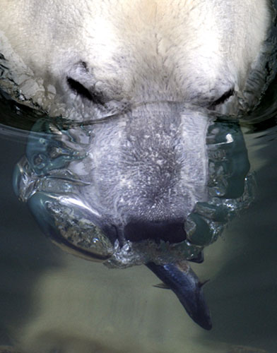 Gallery week in wildlife: polar bear (ursus maritimus) lady catches fish