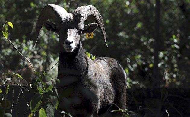 Gallery week in wildlife: a bighorn sheep is seen at the wildlife conservation center in toluca 