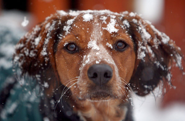 Gallery February Snow 6/2/09: Winter weather