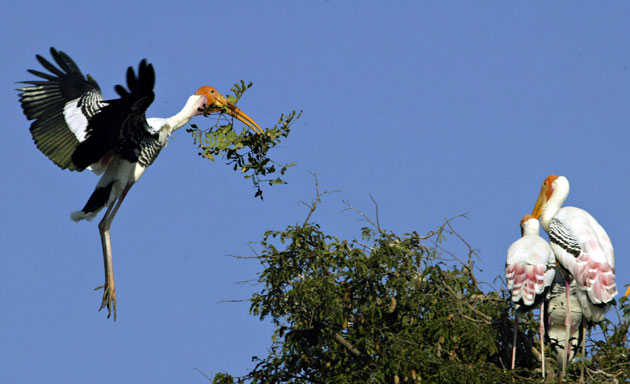 Gallery week in wildlife: a painted stork (l) returns with a tree branch to make a nest