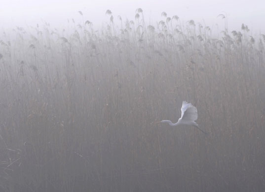 Gallery 24 hours in pictures: A heron flies over Dojran Lake in Macedonia 