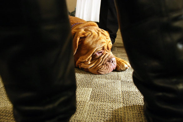 Gallery 24 hours in pictures: Westminster Dog Show Pre-Event Press Conference