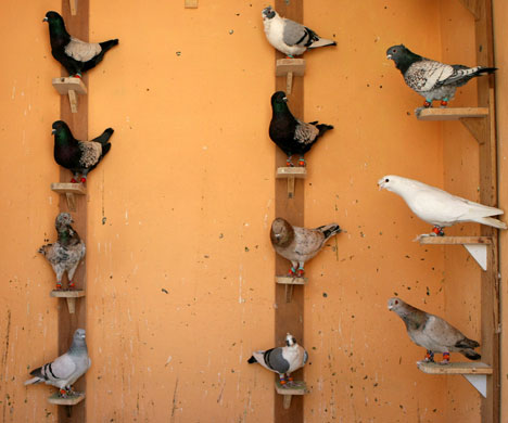 Gallery Darwin's creatures: Pigeons are displayed for sale in downtown Amman