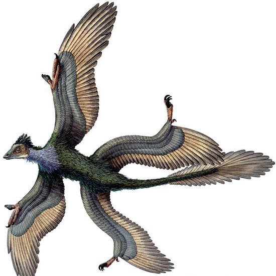 Four-winged-dinosaur-Micr-004.jpg