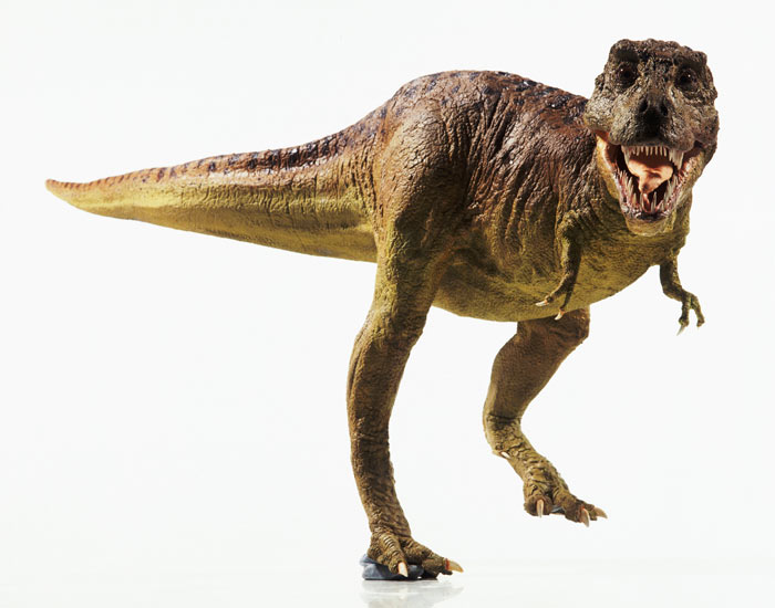 Smile for the cameras A model Tyrannosaurus rex Photograph Corbis