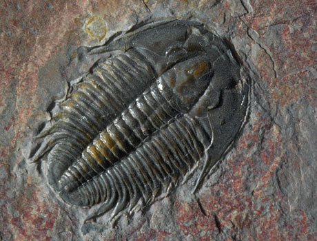 Cambrian trilobite fossil