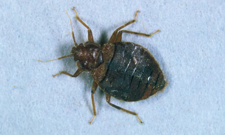 Adult bedbugs