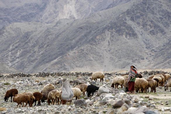 Gallery 9 February 2009: Sarkani, Afghanistan: Girls lead a flock of sheep in a field