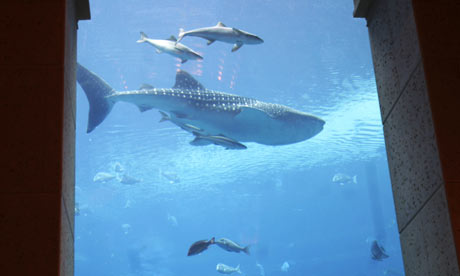 whale shark dubai atlantis