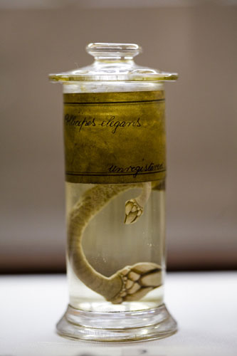 Gallery Darwin exhibition: New Exhibition launched on Darwin's life and work