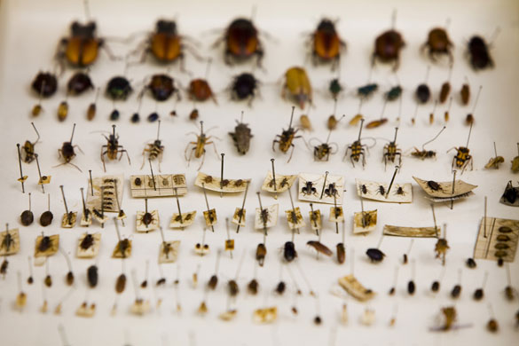 Gallery Darwin exhibition: New Exhibition launched on Darwin's life and work