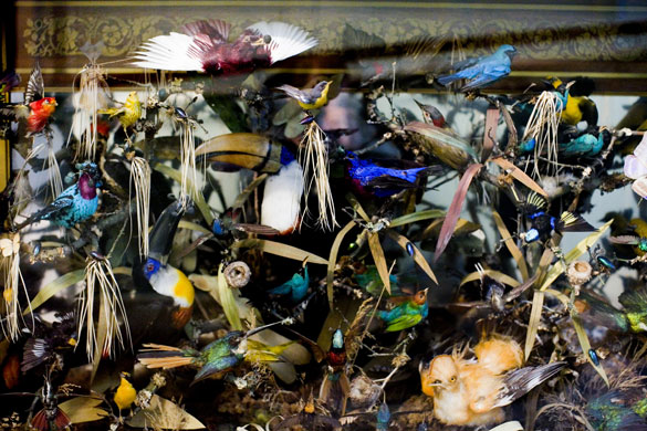 Gallery Darwin exhibition: New Exhibition launched on Darwin's life and work