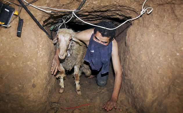 Gallery Tunnels under Gaza: Gaza tunnels a Palestinian smuggler moves a goat through a tunnel