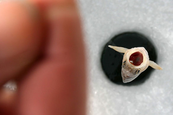 Belopopci, Bulgaria: An ice fisher catches a fish  on the frozen lake.
