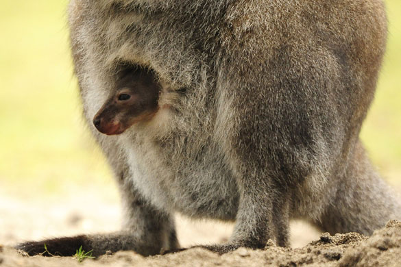 Duisburg, Germany: A young red-necked wallaby in his mother's pouch. 